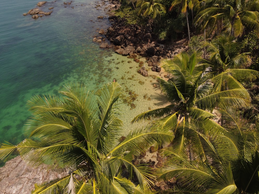 a tropical beach with palm trees and clear water