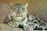 A stunning photo art piece of a snow leopard in its natural habitat.
