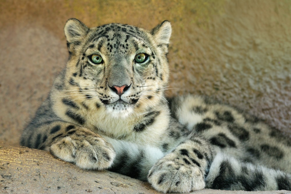 a close up of a snow leopard laying on a rock