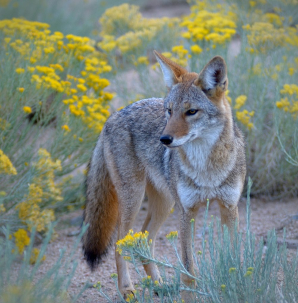a lone wolf standing in a field of wildflowers