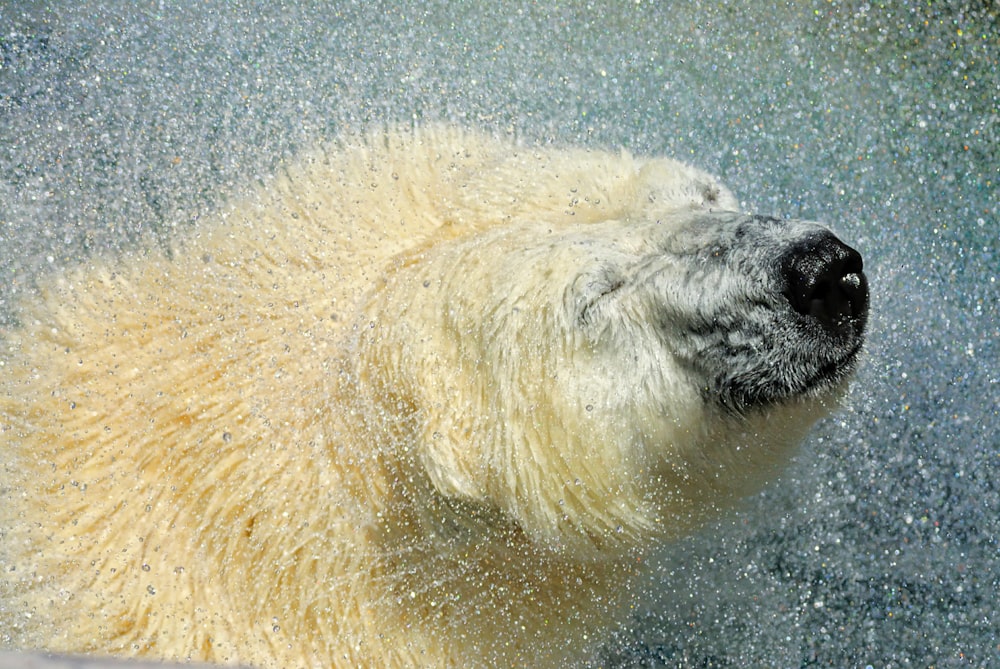 a close up of a polar bear in the water