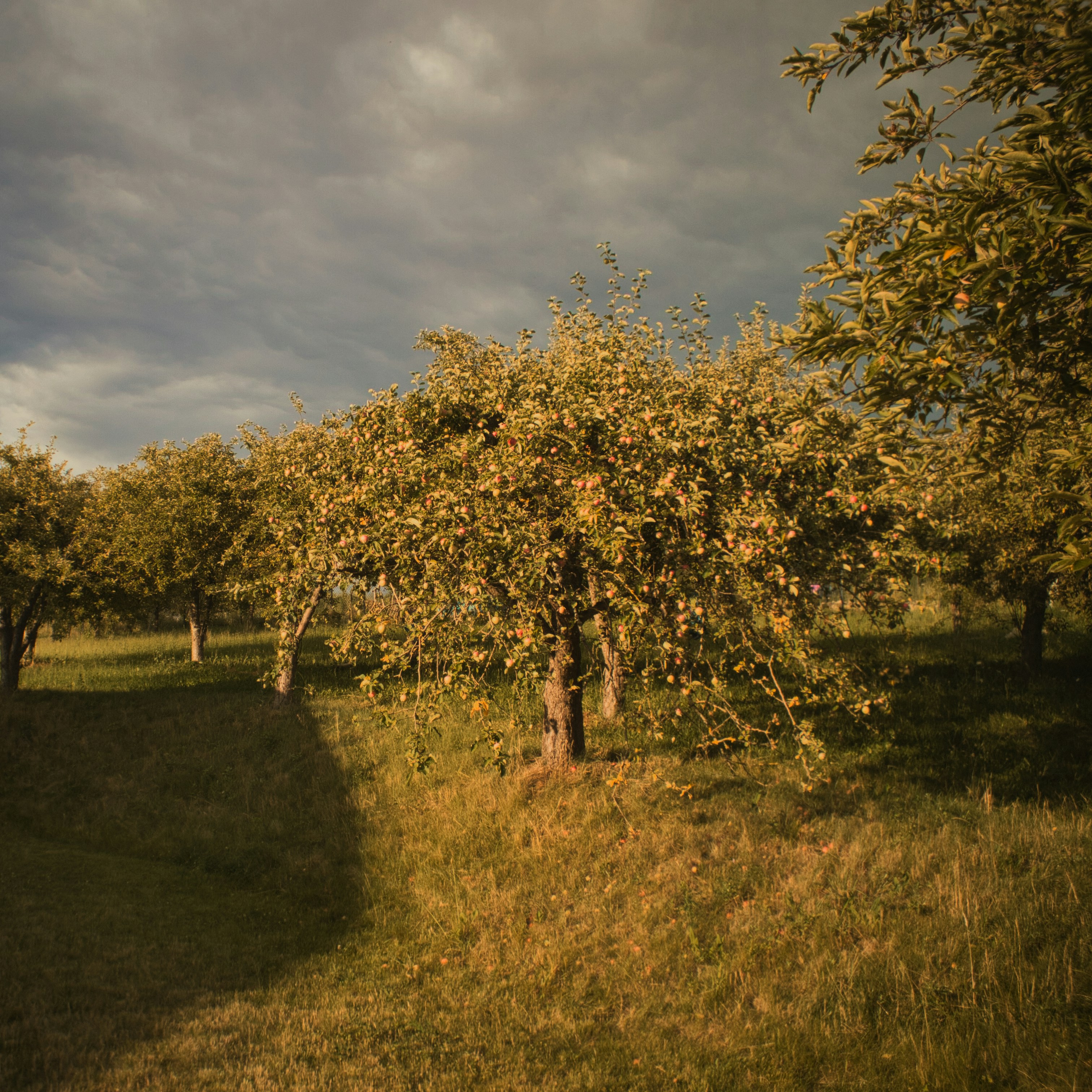 An apple tree in a grassy field under a cloudy sky photo – Free Nature ...