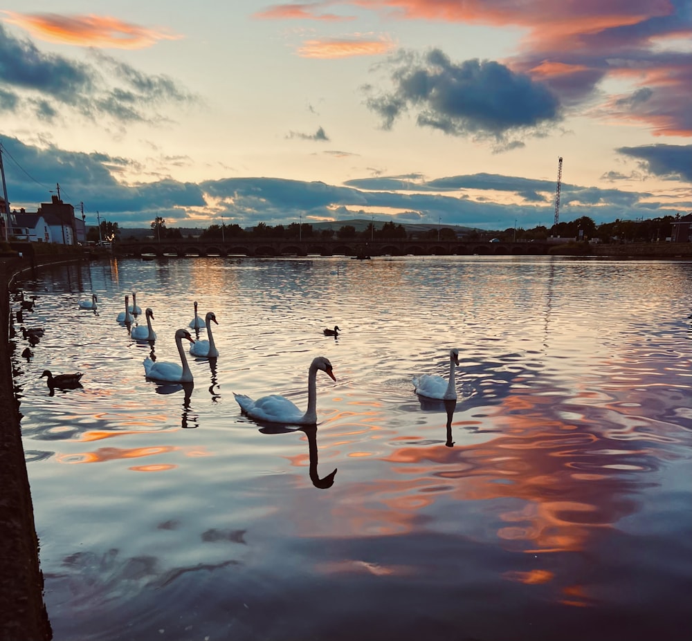 a flock of swans floating on top of a lake