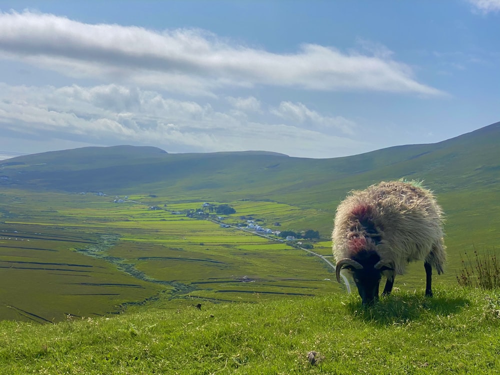 a sheep grazing on a lush green hillside