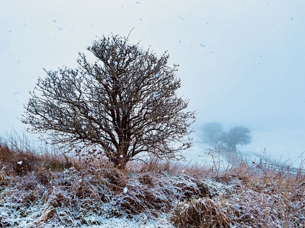 a lone tree on a snowy day in a field
