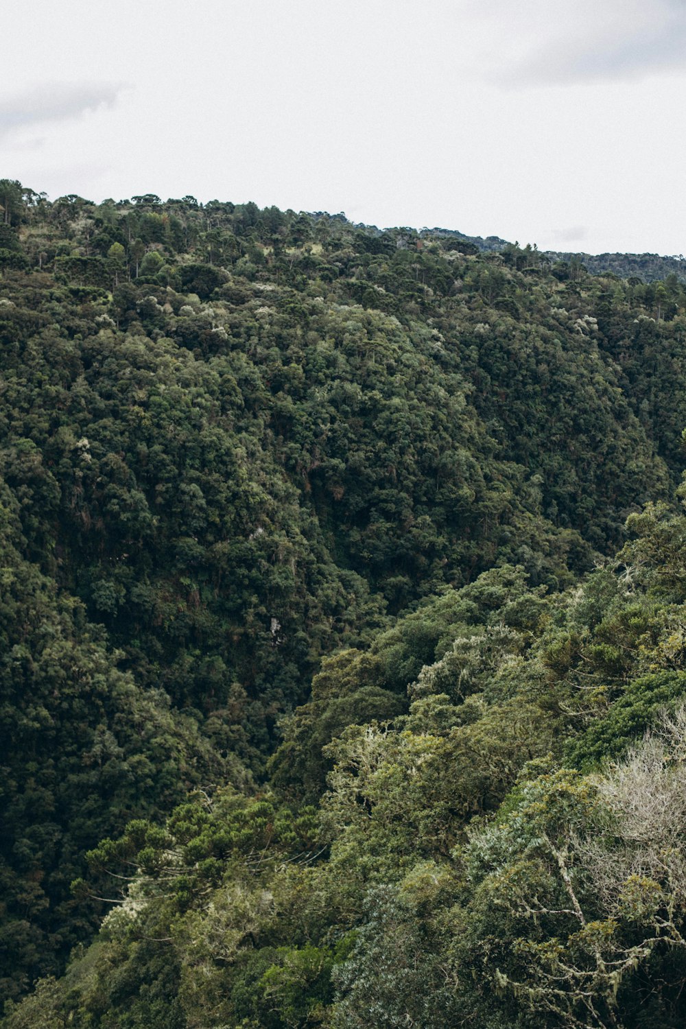 um rebanho de ovelhas pastando em uma colina verde exuberante