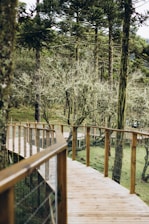 A wooden boardwalk winds through a dense forest of tall, leafy trees and a lush green undergrowth. The pathway has wooden railings and wire mesh for safety, gently curving through the natural surroundings. The scene conveys a sense of tranquility and immersion in nature.