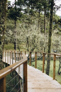 A wooden boardwalk winds through a dense forest of tall, leafy trees and a lush green undergrowth. The pathway has wooden railings and wire mesh for safety, gently curving through the natural surroundings. The scene conveys a sense of tranquility and immersion in nature.