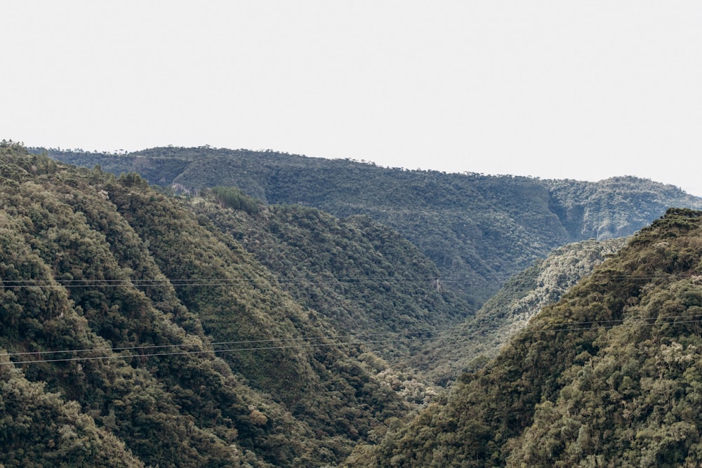 a train traveling through a lush green valley