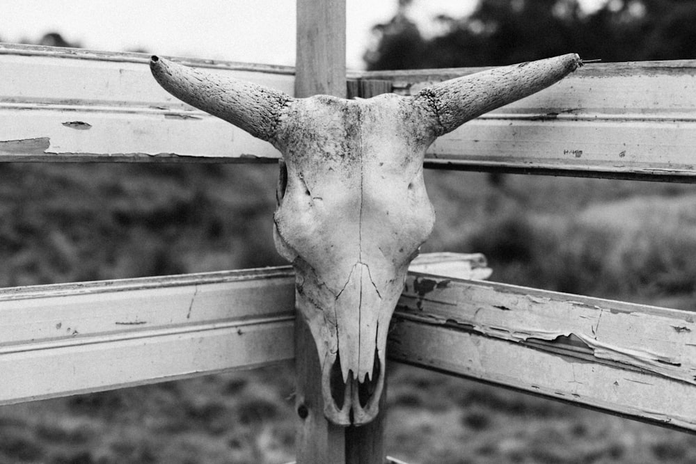 a cow skull mounted on a wooden fence