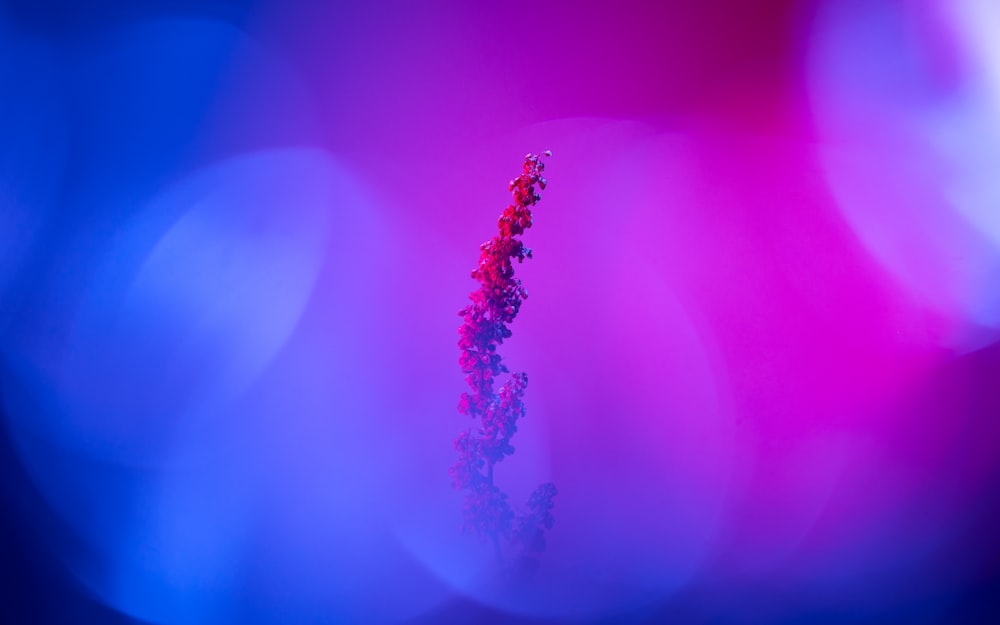 a blurry photo of a purple and blue flower