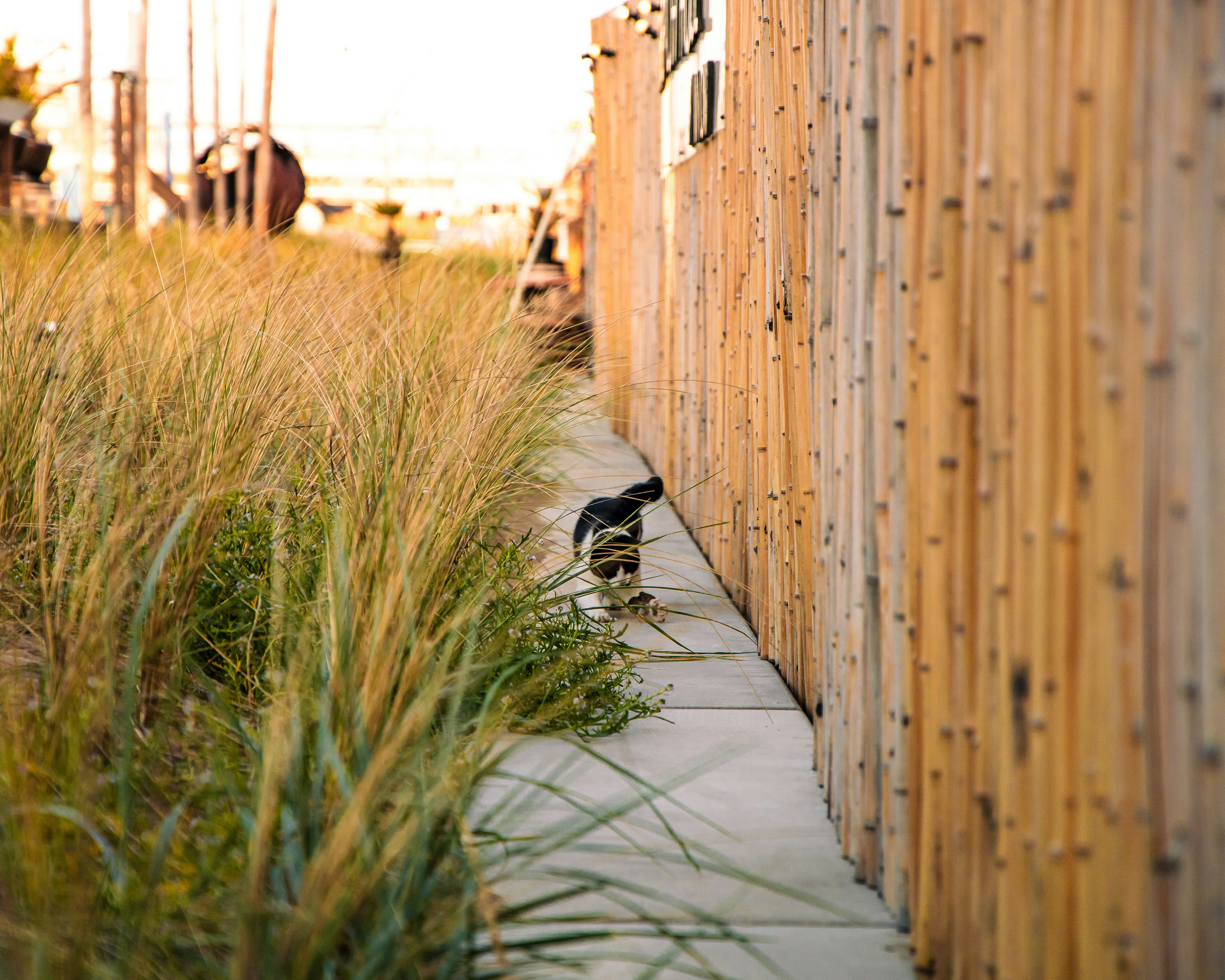a small bird standing on a sidewalk next to tall grass