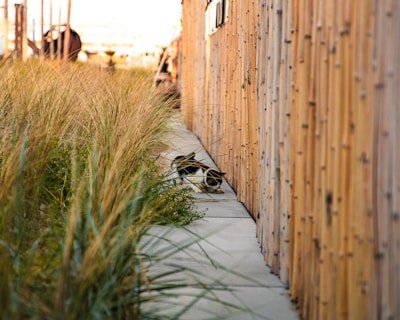 Two small cats are walking along a narrow path bordered by tall, wild grasses on one side and a wooden fence on the other. The setting appears to be outdoors with a mix of natural and man-made elements.