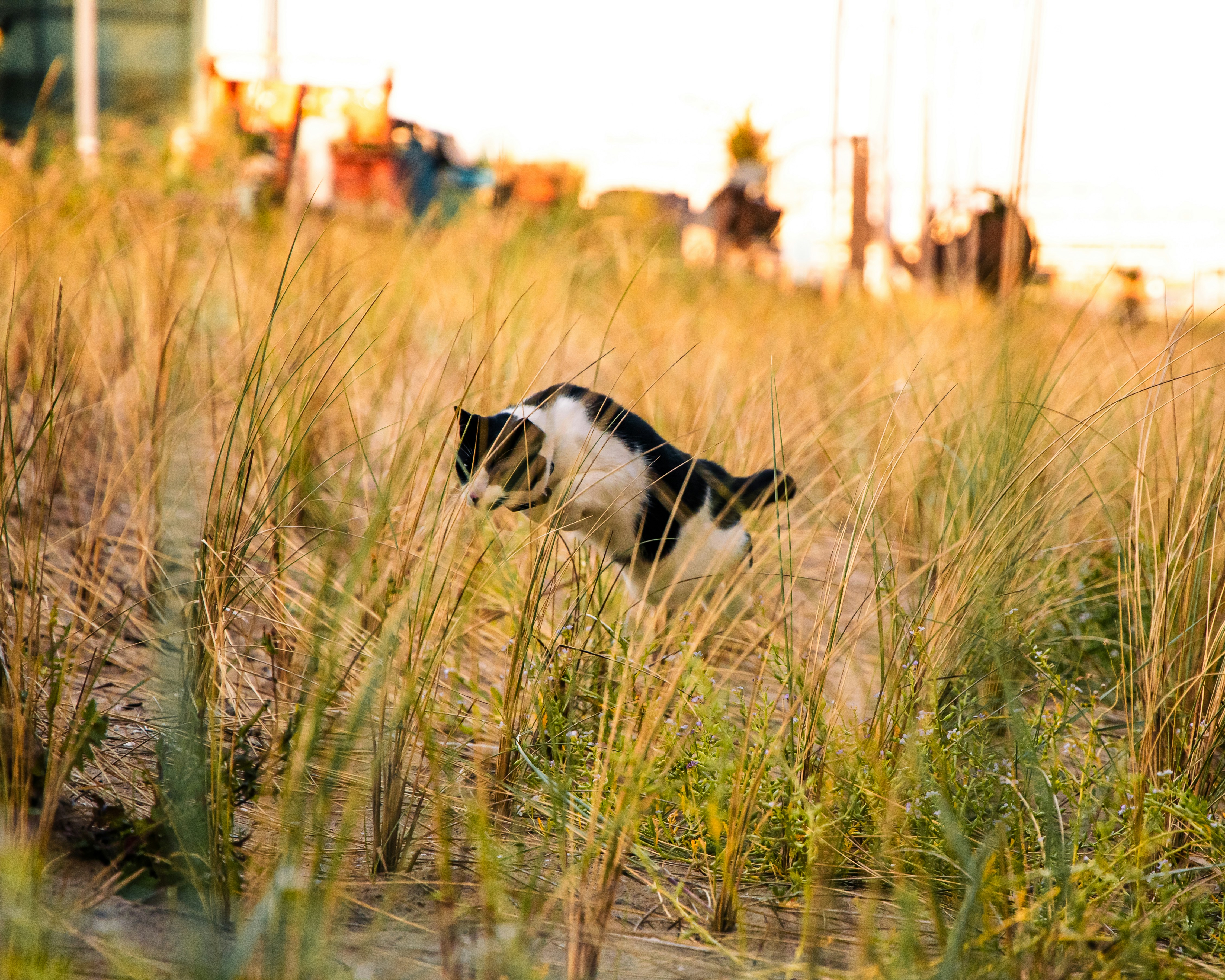 Hunting Instincts: Necessity vs. Recreation (image credits: unsplash)