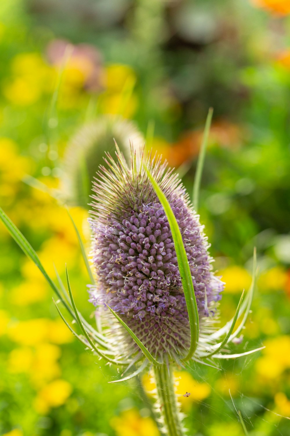 a close up of a flower in a field of flowers