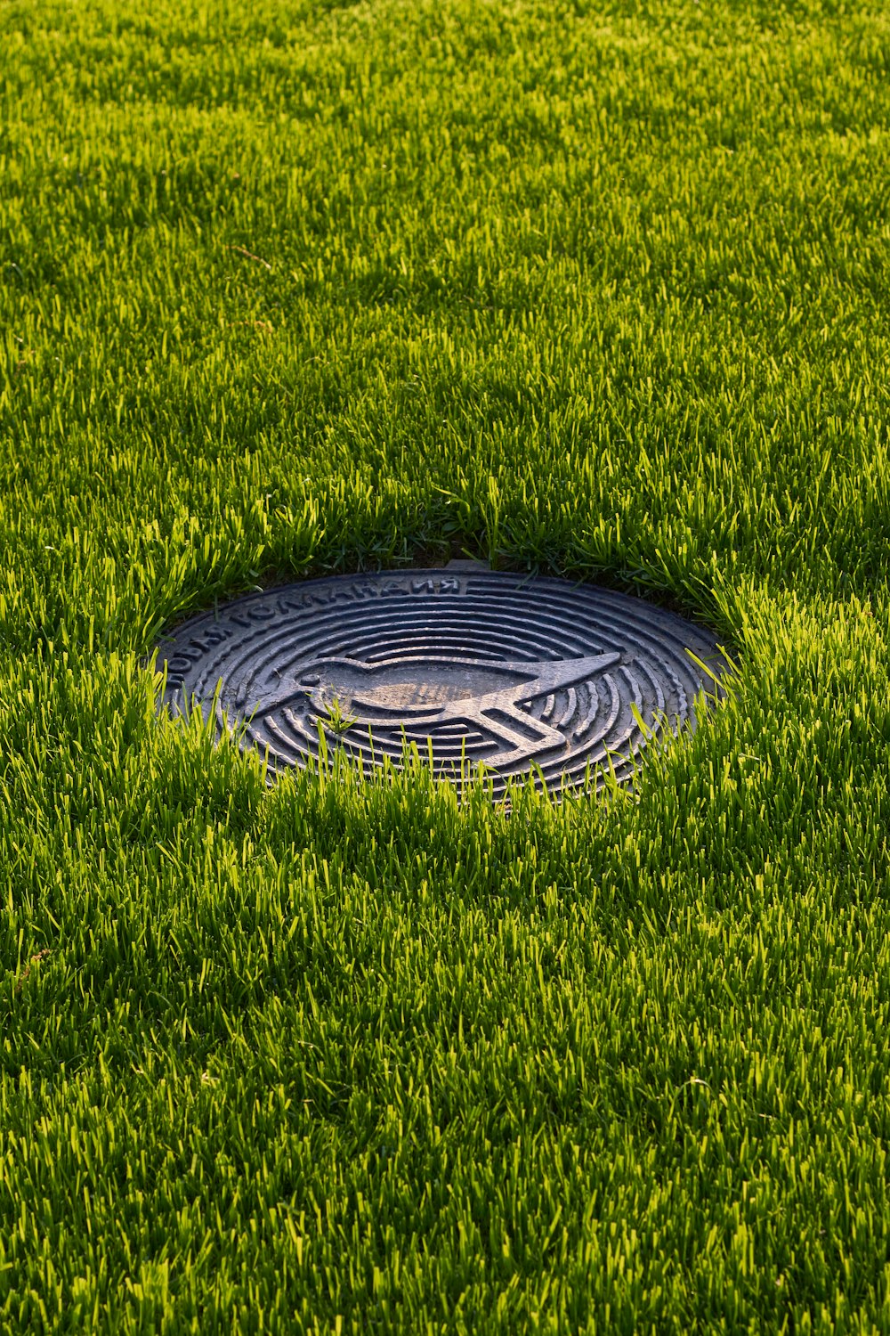 a drain in the middle of a grassy field