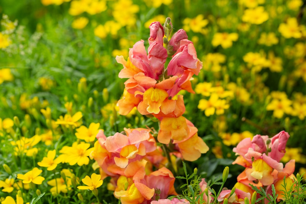 a bunch of flowers that are in the grass