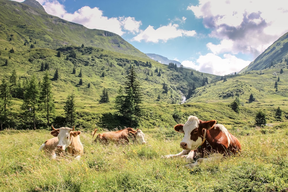 Eine Gruppe von Kühen, die sich auf einem Feld niederlegen