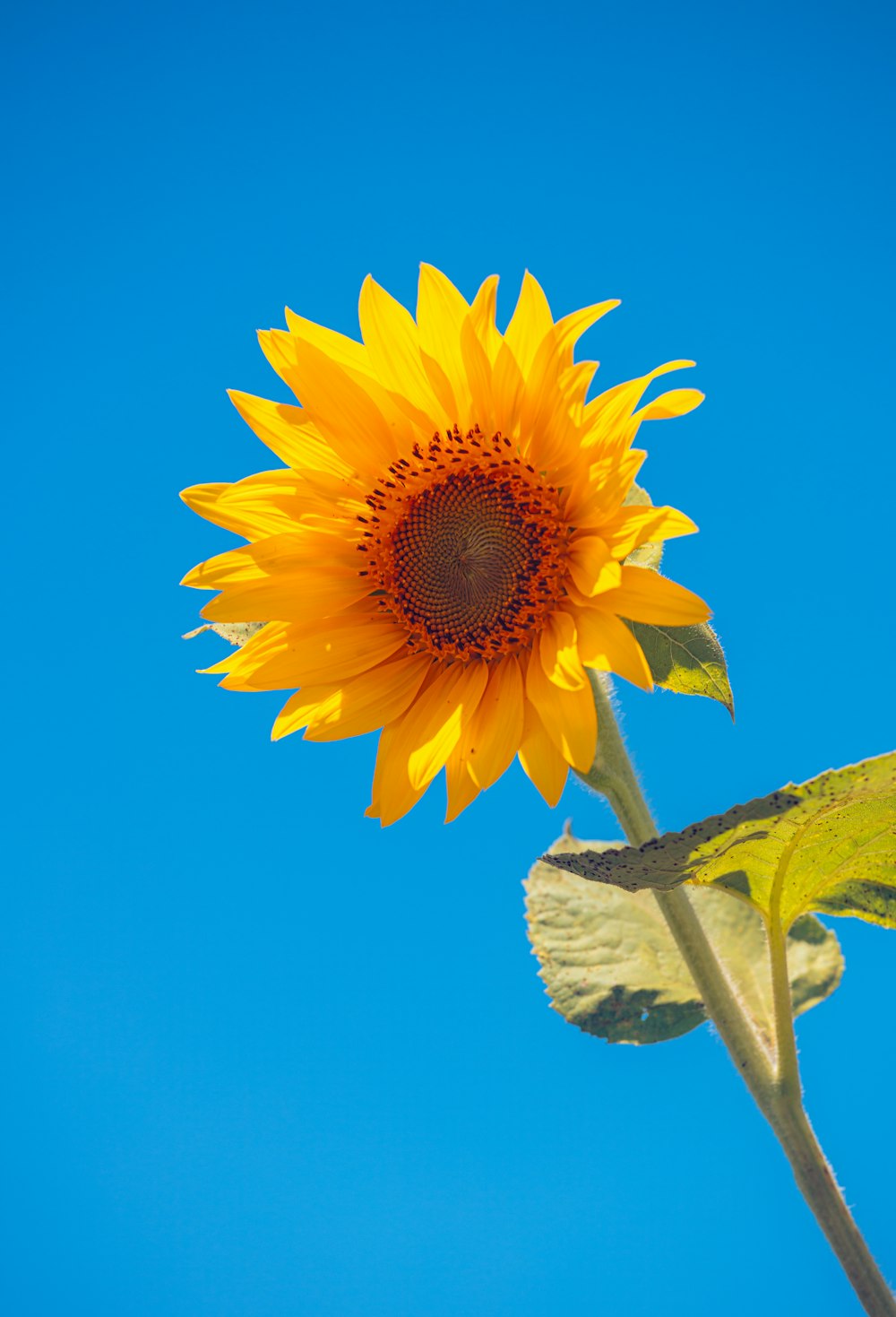 a sunflower with a blue sky in the background