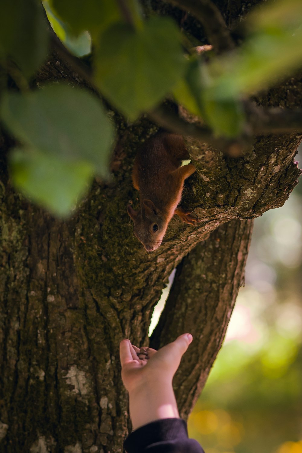 una persona che raggiunge un albero con uno scoiattolo su di esso