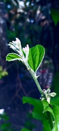 A close-up of vibrant green leaves and flowers.