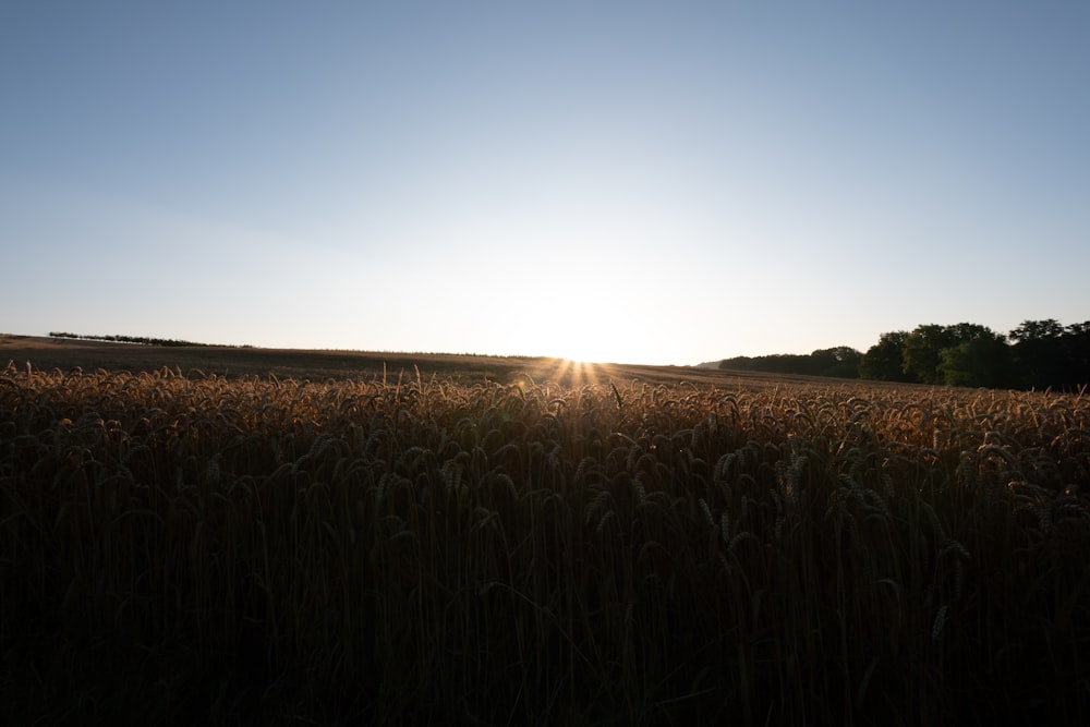the sun is setting over a field of wheat