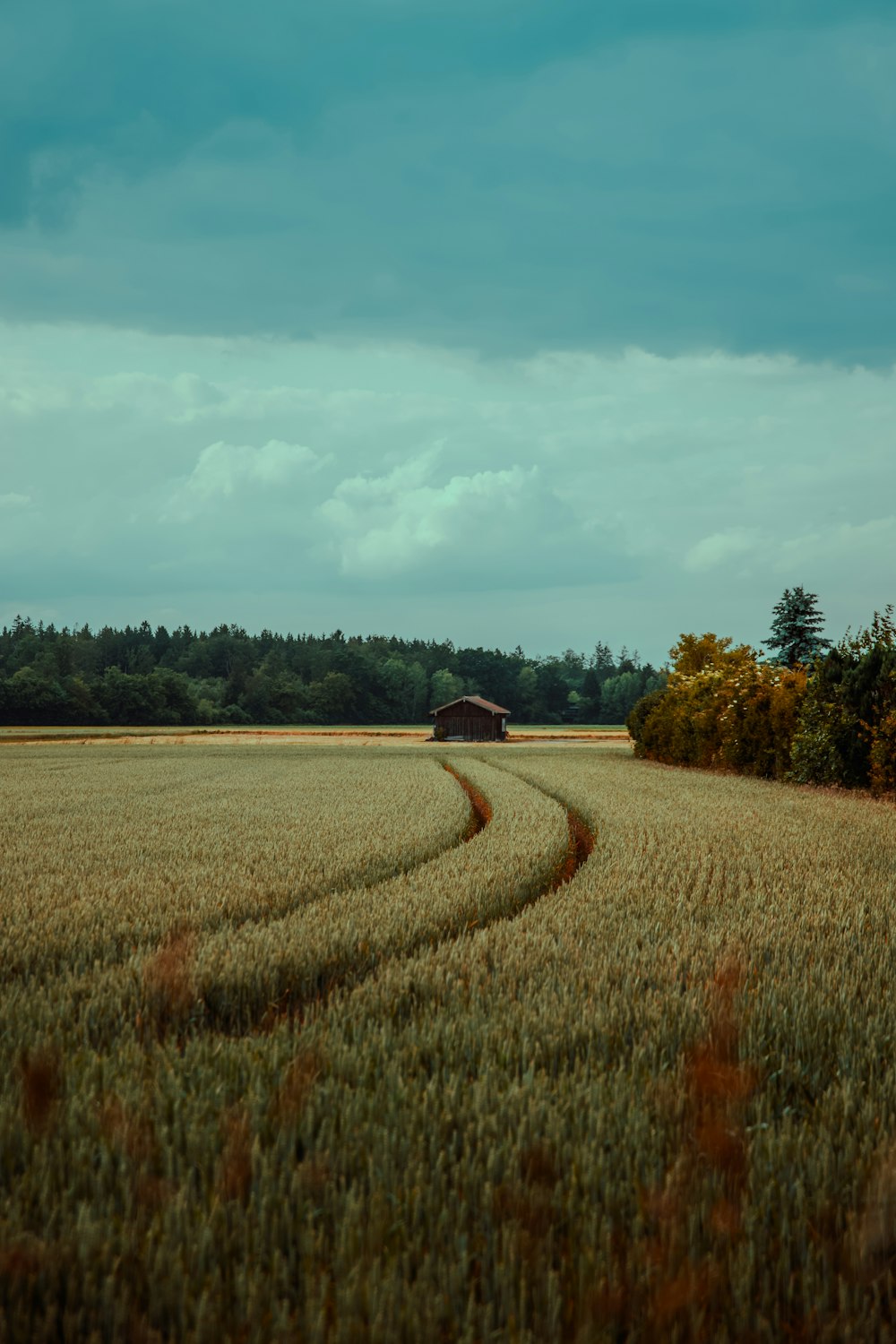 a large field of wheat with a barn in the distance