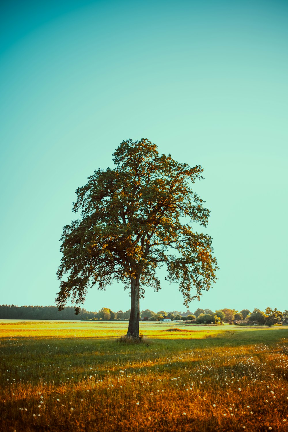 a lone tree in a field with a blue sky in the background