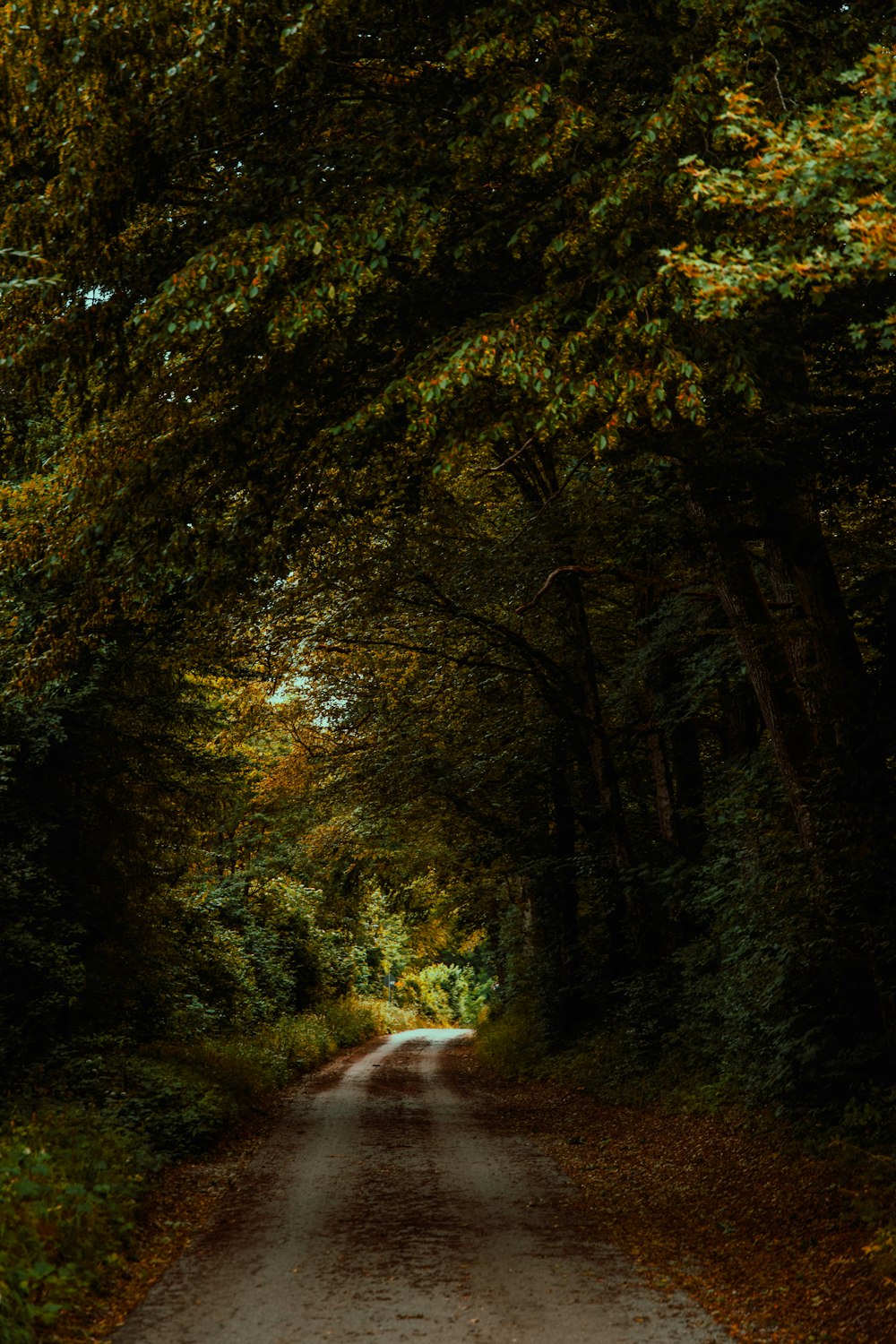 a dirt road surrounded by trees and leaves