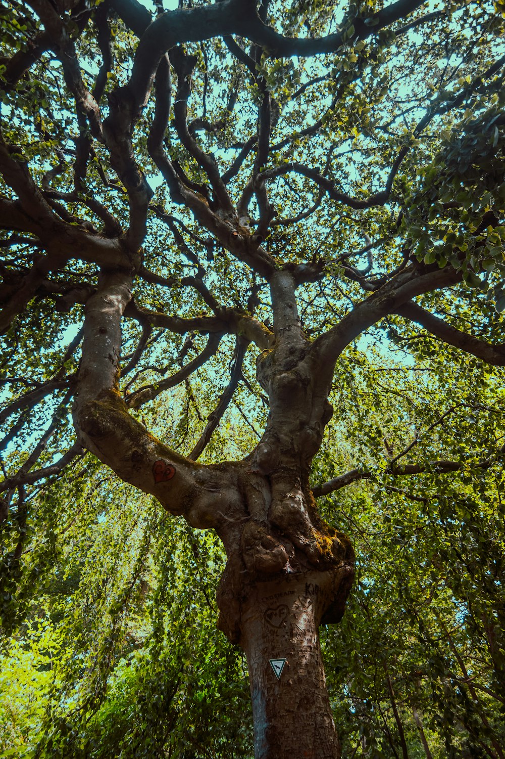 a very tall tree with lots of green leaves