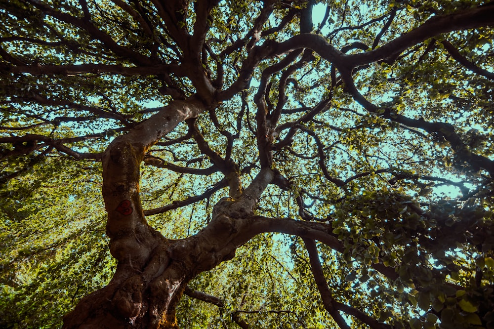 looking up at the branches of a large tree