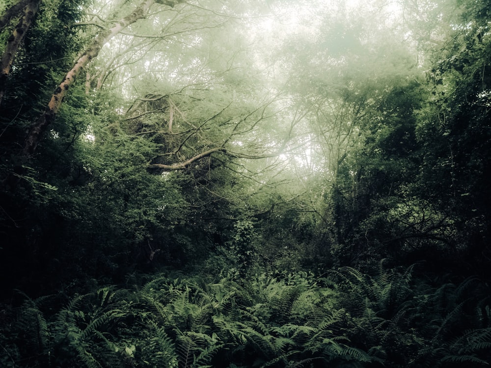 a lush green forest filled with lots of trees