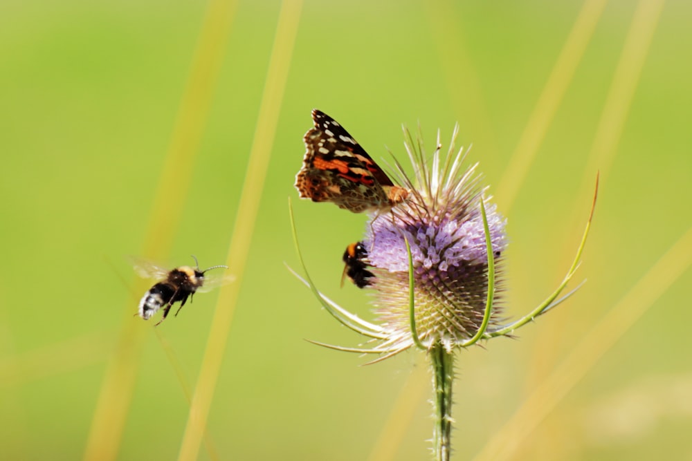 Un couple de papillons volant au-dessus d’une fleur violette
