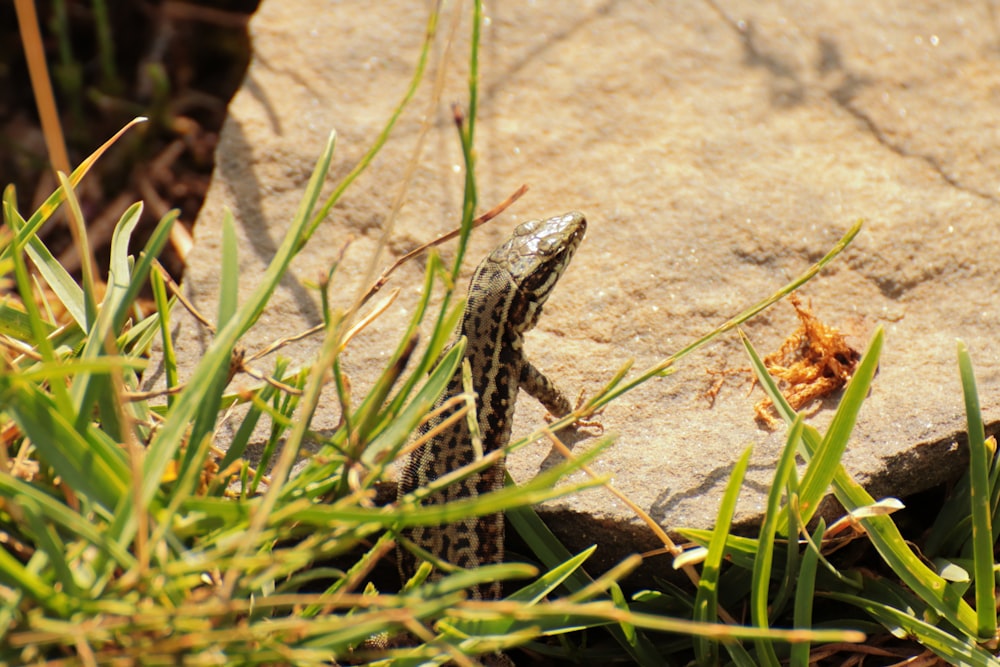 Un lagarto sentado en una roca en la hierba
