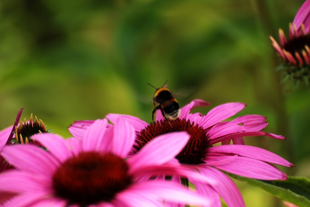 Una abeja sentada encima de una flor rosa