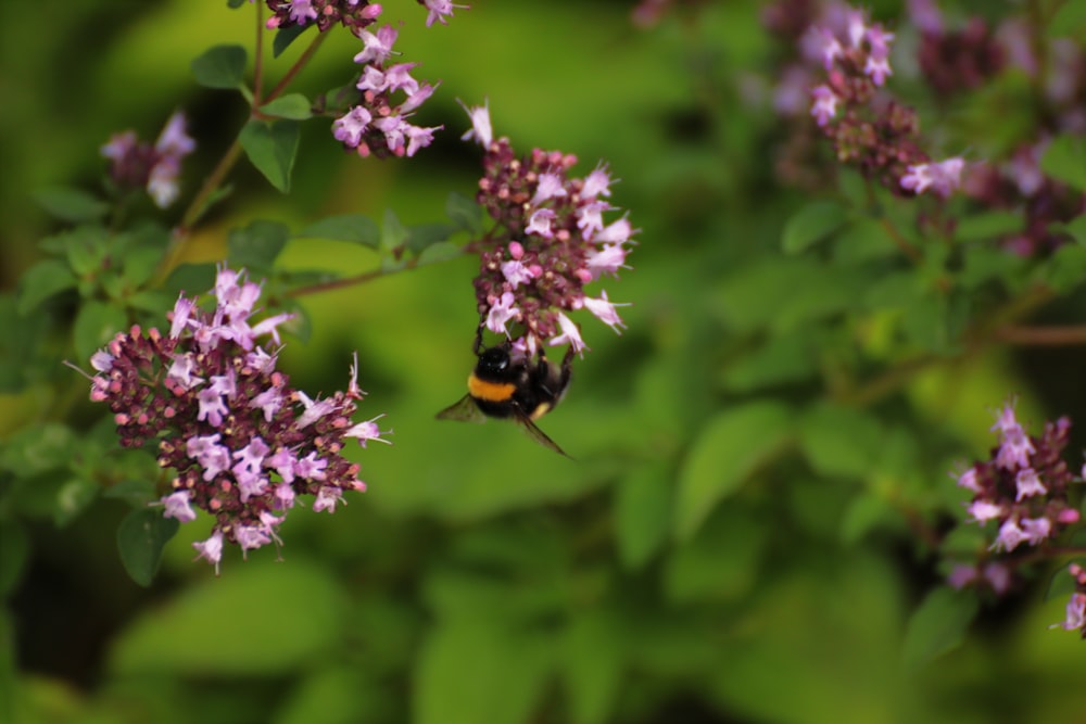 a bum on a purple flower with green leaves