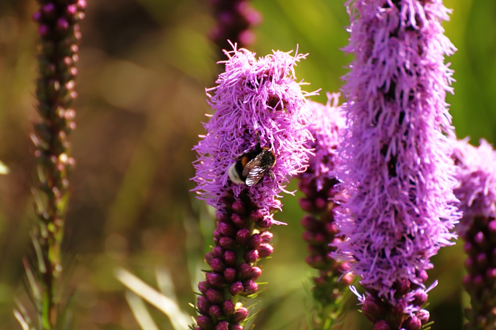 une fleur violette avec une abeille dessus