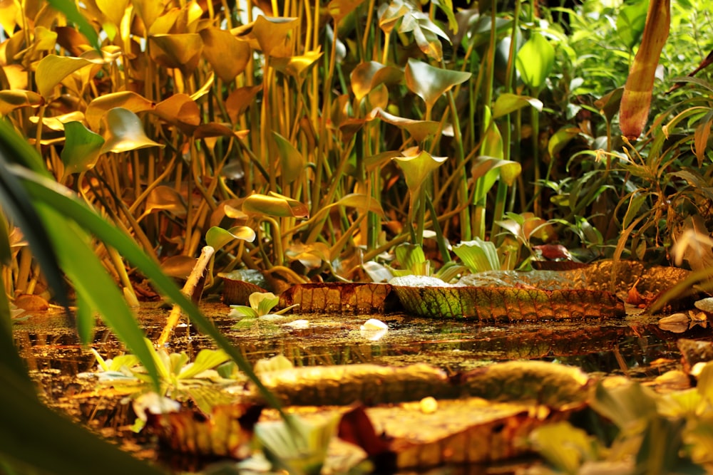 a pond filled with lots of water plants