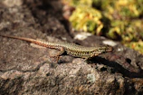 A rare exotic reptile morph basking on a warm rock under a heat lamp.