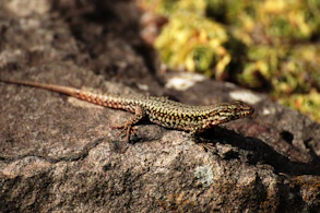 Close-up of a vibrant Australian lizard basking on a sunlit rock.