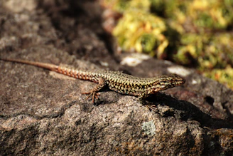 Close-up of a vibrant Australian lizard basking on a sunlit rock.