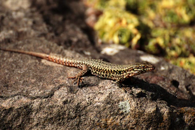 A rare exotic reptile morph basking on a warm rock under a heat lamp.