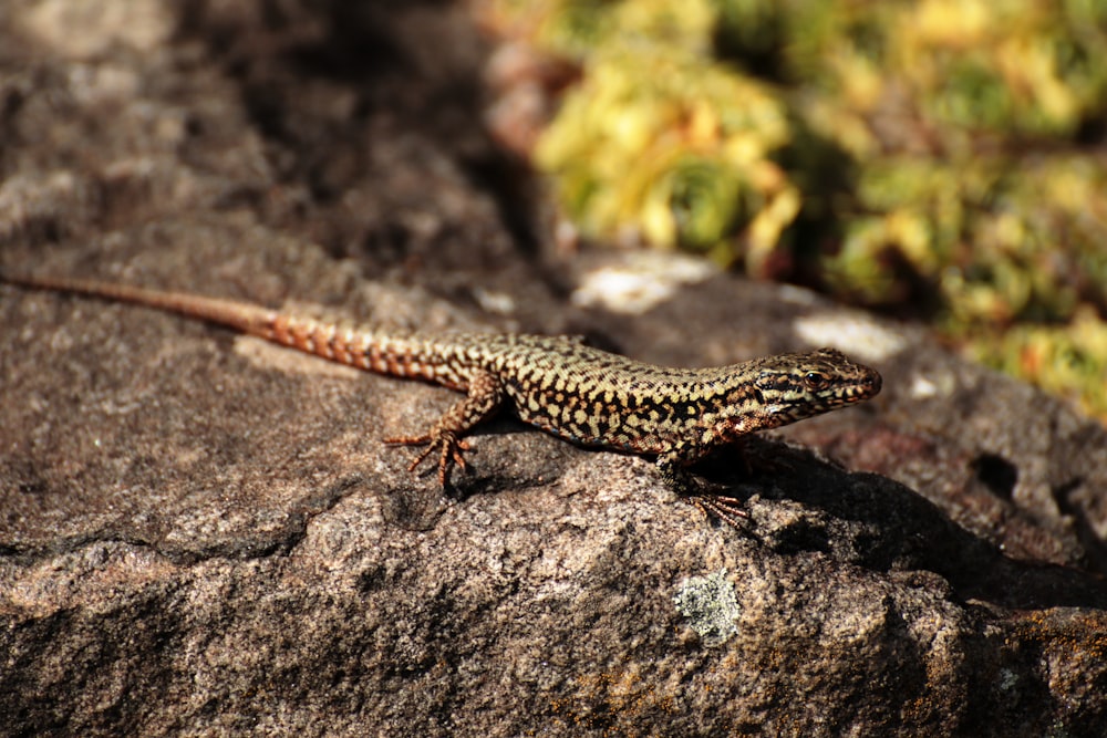 Un lagarto sentado en la cima de una roca