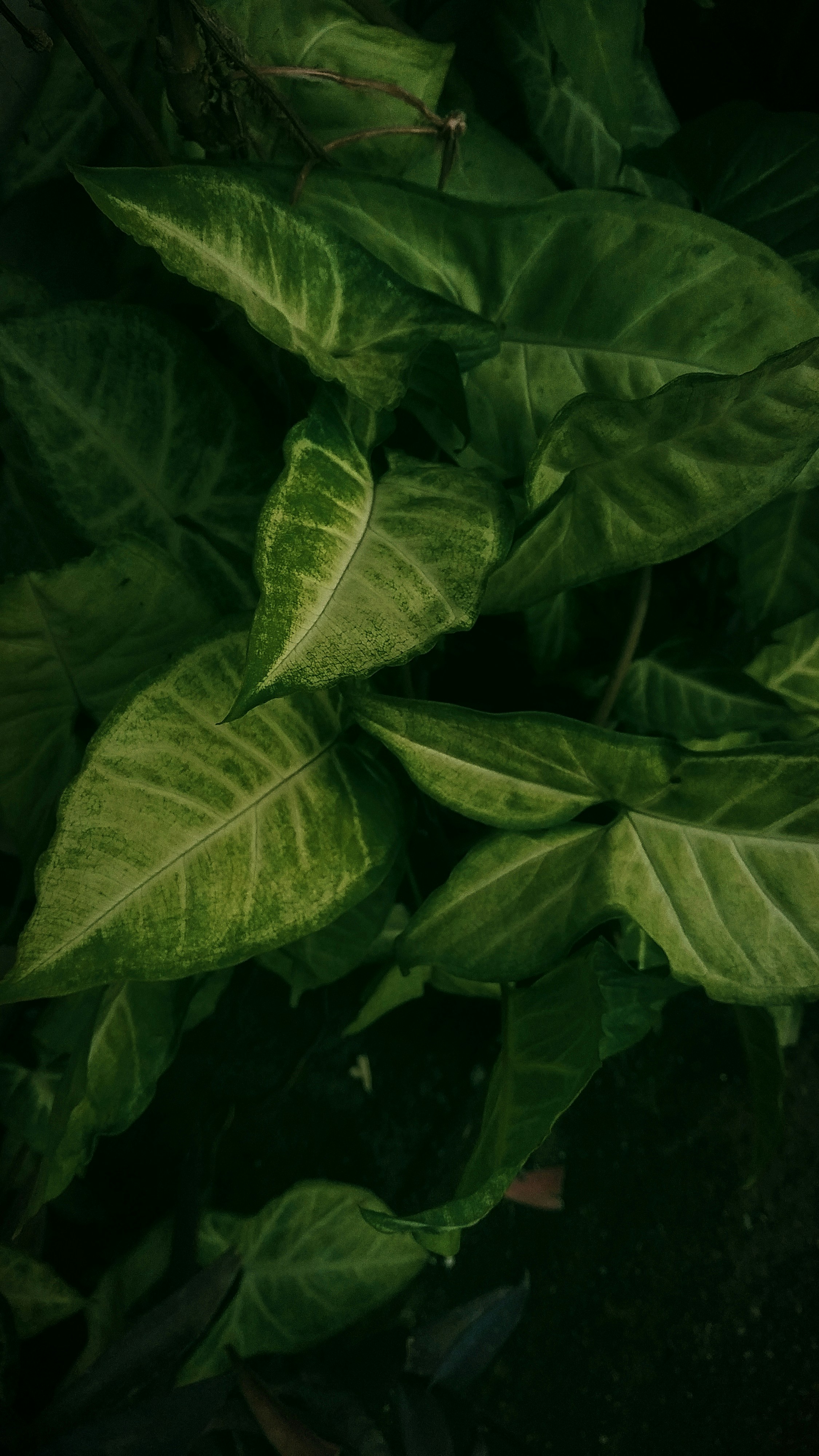 Photo by dendrophile