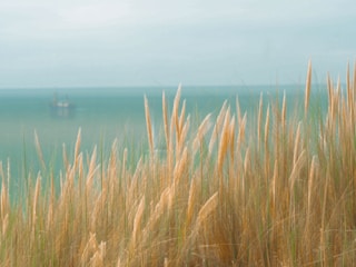 A serene coastal scene featuring tall, golden reed grasses in the foreground. In the background, the calm, blue-green sea stretches out towards the horizon where a distant ship is faintly visible.