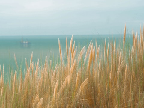 A serene coastal scene featuring tall, golden reed grasses in the foreground. In the background, the calm, blue-green sea stretches out towards the horizon where a distant ship is faintly visible.