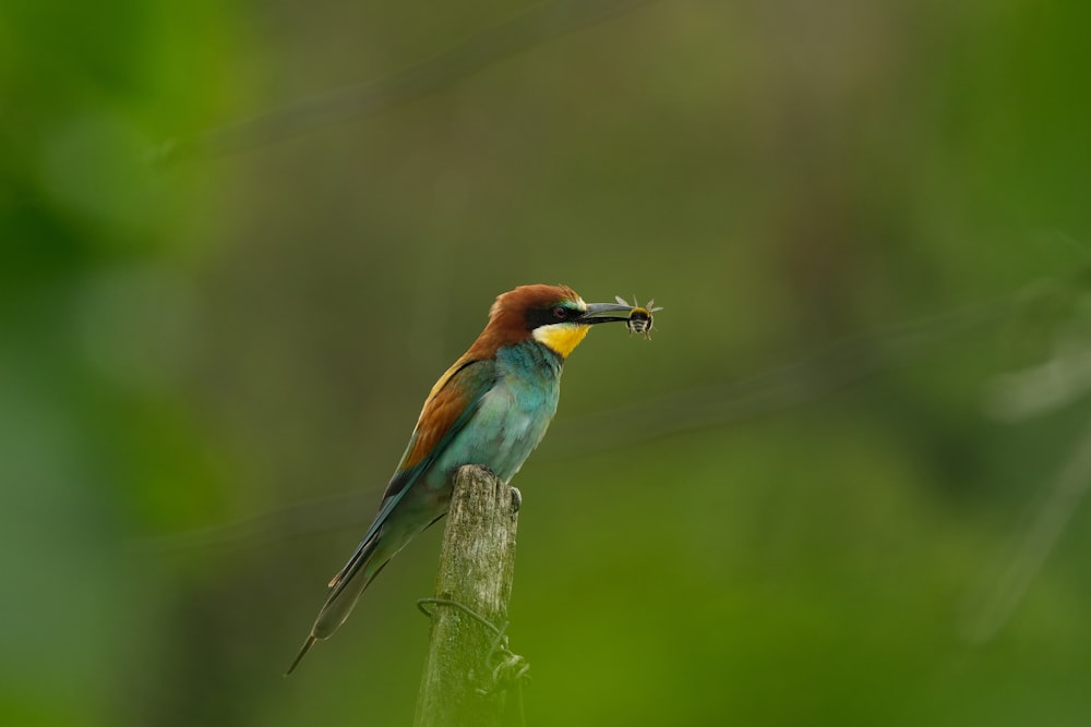 um pássaro colorido com um peixe na boca