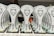 A collection of trophies with a stylized wolf head logo and the text 'European Championships 2023' displayed prominently. The trophies are arranged in neat rows, with a focus on the unique design and inscriptions in a foreign script. Each trophy is placed on a black base, and there are ribbons and medals attached at the bottom.