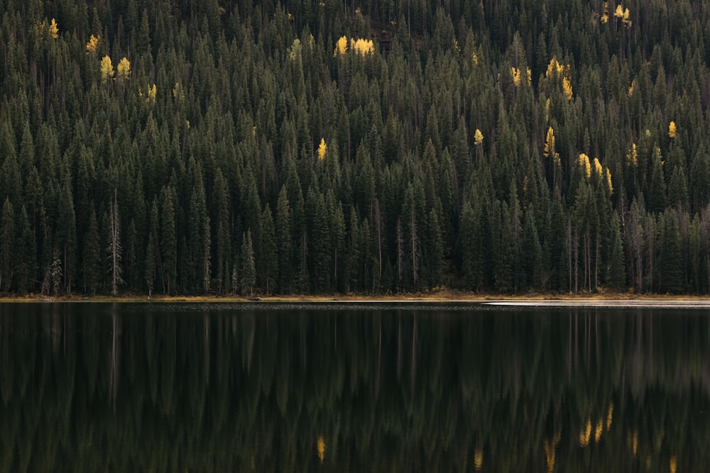 a large body of water surrounded by a forest