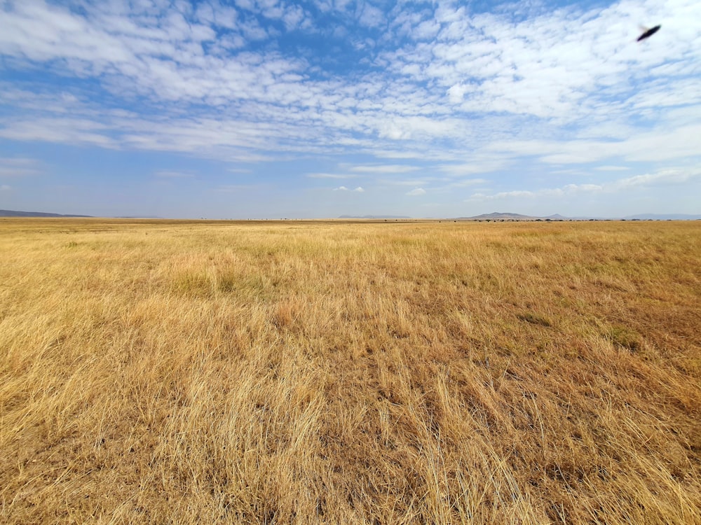 a bird flying over a dry grass field